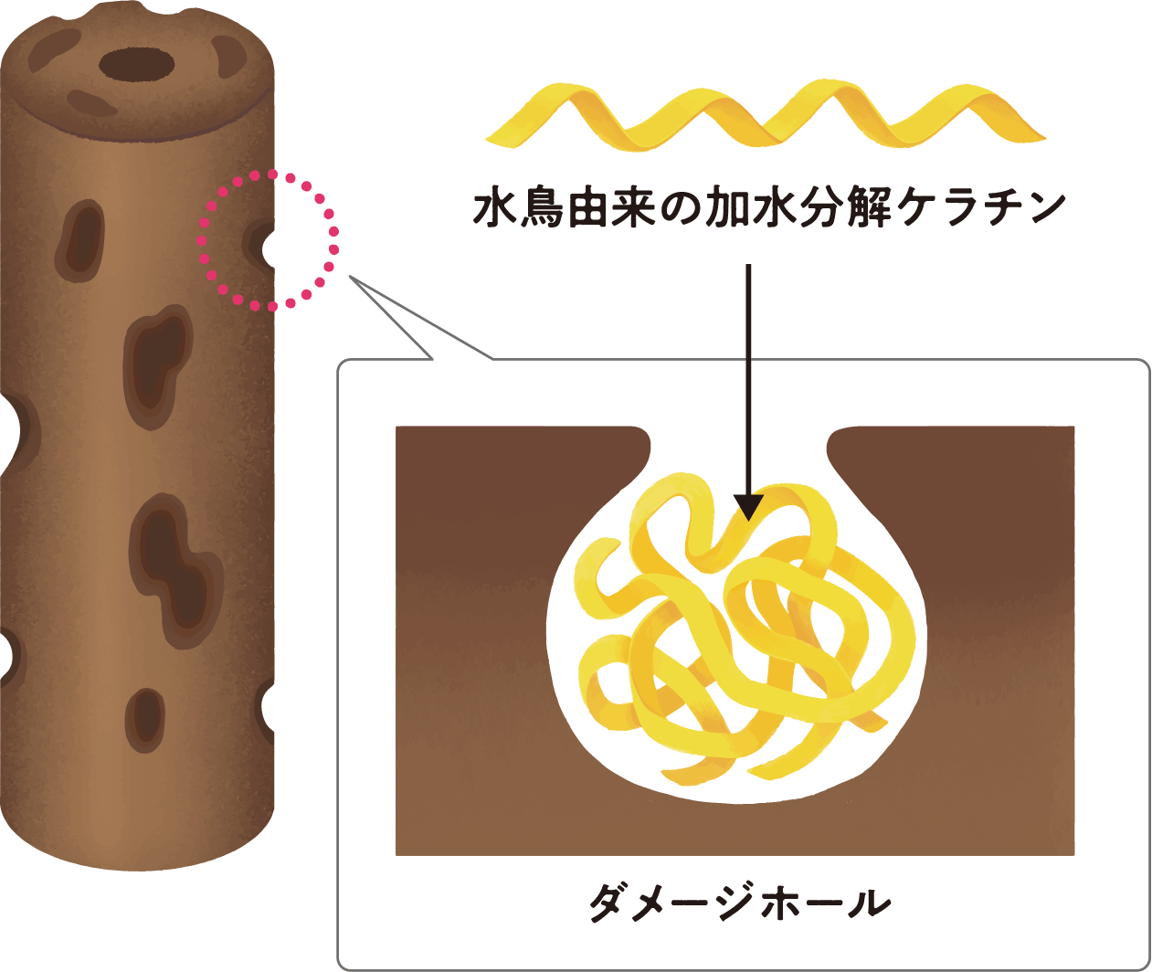 水鳥由来の加水分解ケラチン